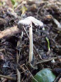 Coprinopsis cinerea image