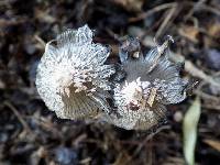 Coprinopsis cinerea image