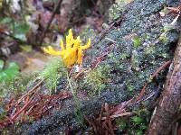 Calocera viscosa image