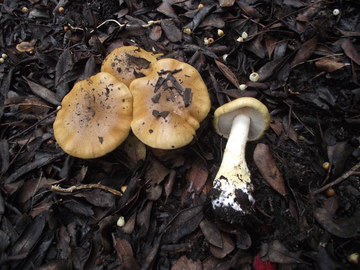 Cortinarius olidus image