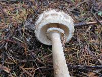 Chlorophyllum olivieri image