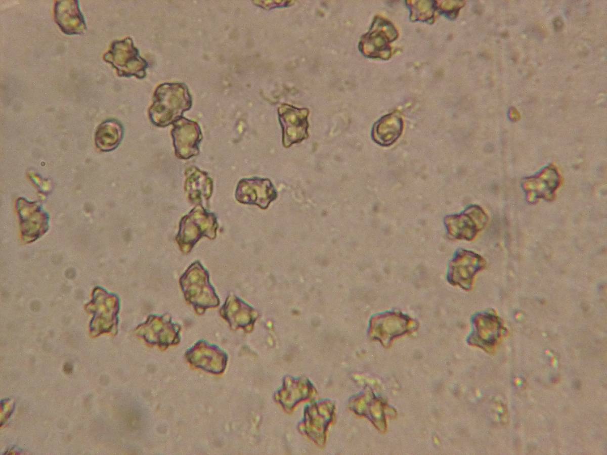 Inocybe xanthomelas image