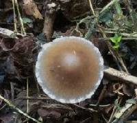 Coprinopsis marcescibilis image