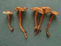 Lepiota boudieri image