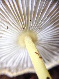 Leucocoprinus fragilissimus image