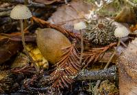 Mycena galopus var. galopus image