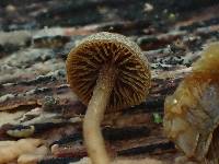 Simocybe sumptuosa image