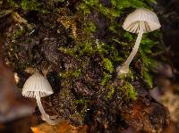 Mycena subcana image