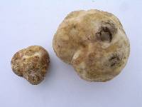 Tuber japonicum image