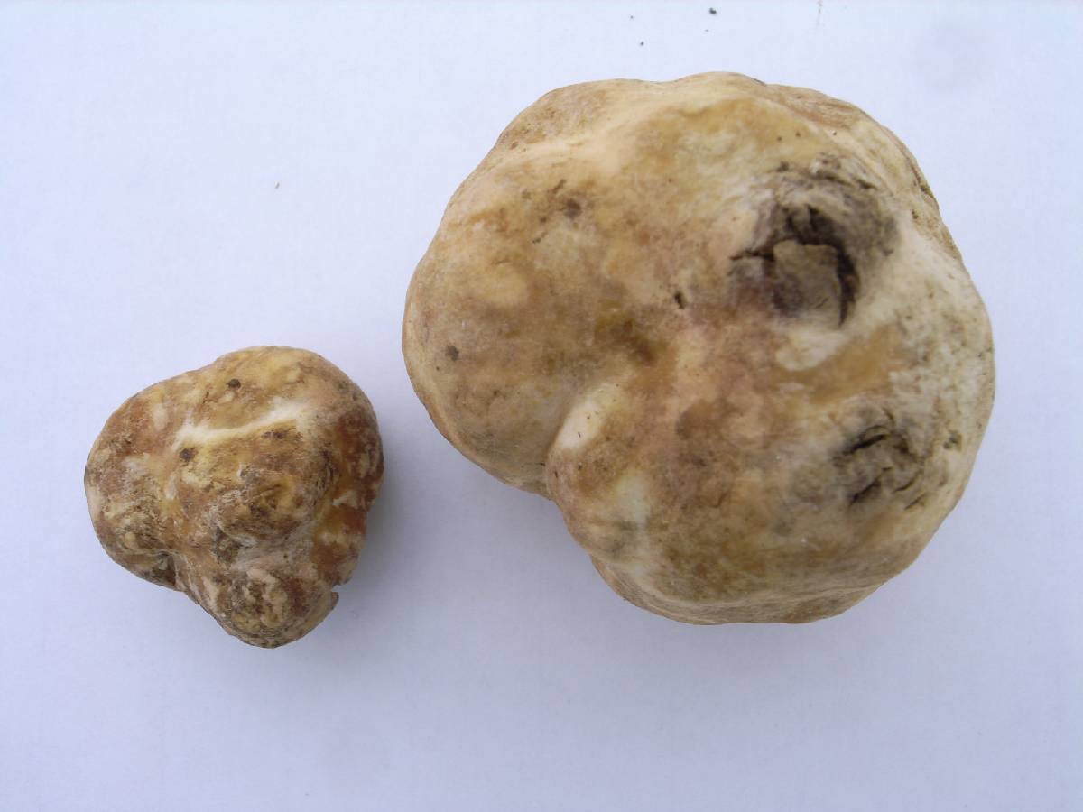 Tuber japonicum image