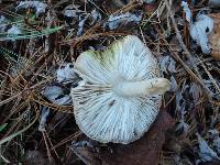 Tricholoma scalpturatum image