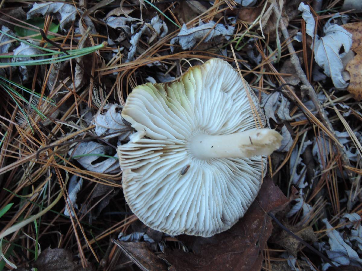 Tricholoma scalpturatum image