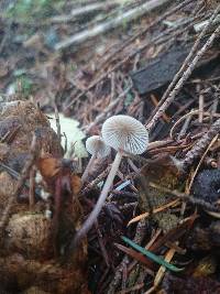 Mycena metata image