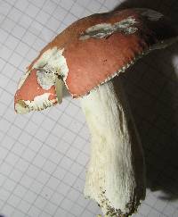 Russula vesca image