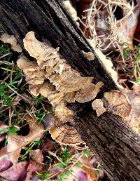 Trametes ochracea image