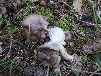 Hygrophorus morrisii image