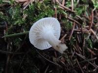 Hygrophorus piceae image