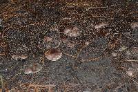 Tricholoma albobrunneum image