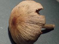 Psathyrella warrenensis image