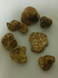 Tuber japonicum image