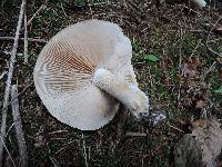 Hebeloma crustuliniforme image