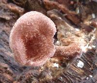 Lentinus strigosus image