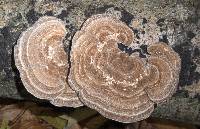 Trametes hirsuta image