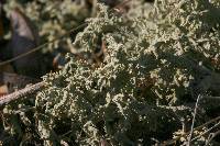 Cladonia boryi image