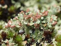 Cladonia sobolescens image