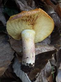 Tricholomopsis rutilans image
