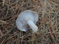 Lepista glaucocana image