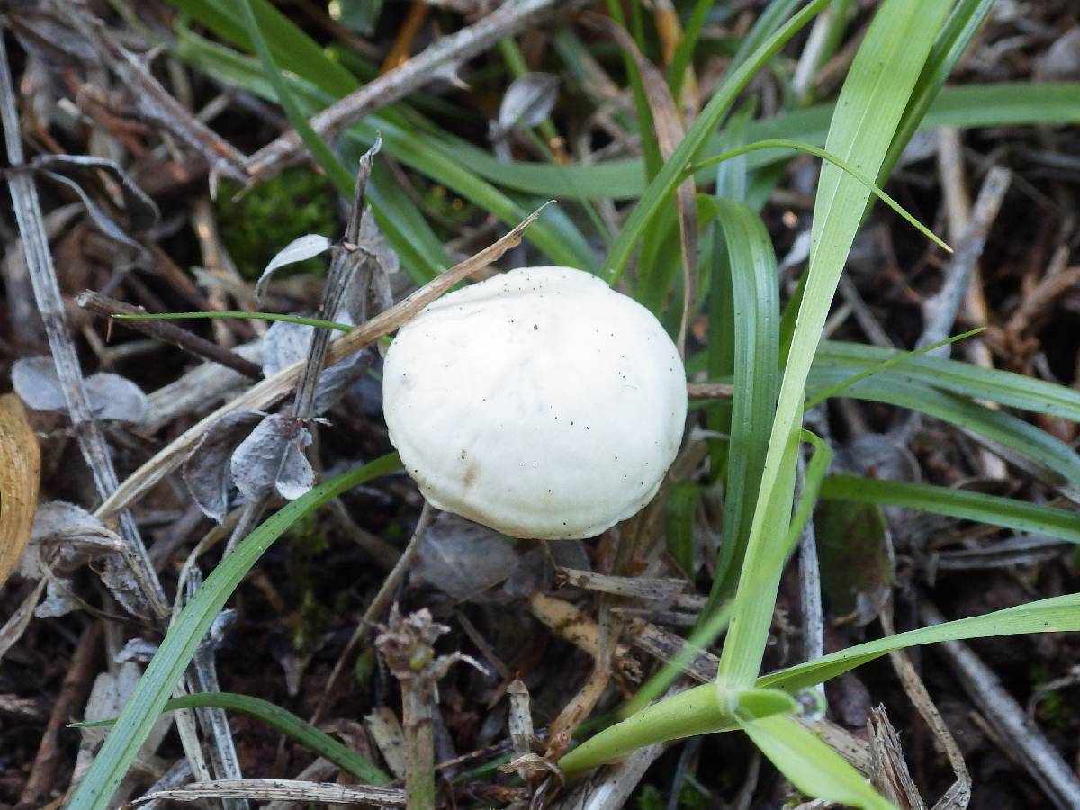 Hygrocybe monteverdae image
