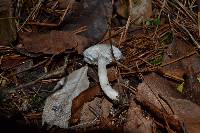 Tricholoma argyraceum image