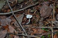 Tricholoma argyraceum image