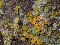 Xanthoria weberi image