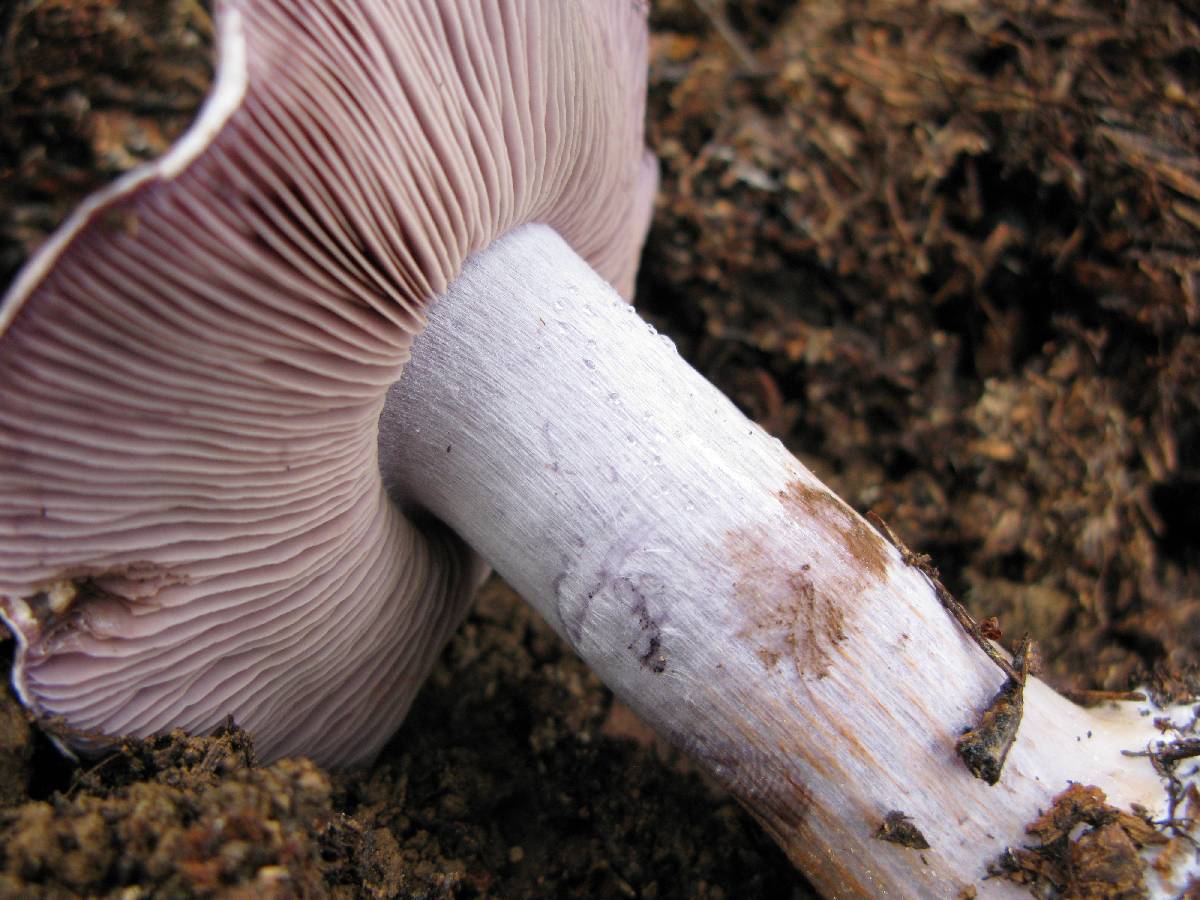 Cortinarius porphyropus image
