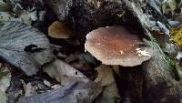 Psathyrella delineata image