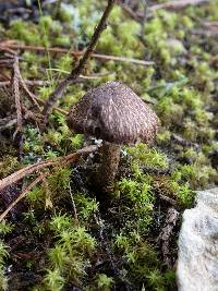 Inocybe bongardii image