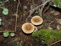 Paxillus rubicundulus image