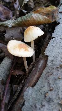 Marasmius strictipes image