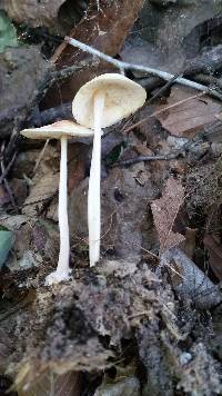 Marasmius strictipes image