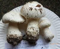 Amanita polypyramis image