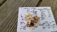 Gloeoporus dichrous image