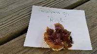 Ganoderma sessile image