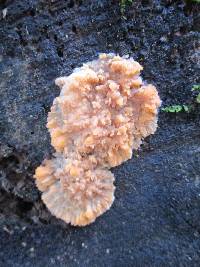Phlebia radiata image