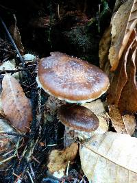 Armillaria sinapina image