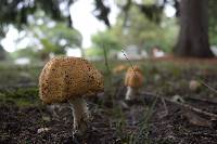 Agaricus nanaugustus image