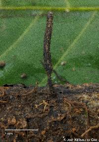 Xylaria arbuscula image