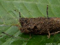 Xylaria arbuscula image