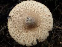 Macrolepiota mastoidea image